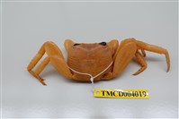 藏品(格雷陸方蟹)的圖片